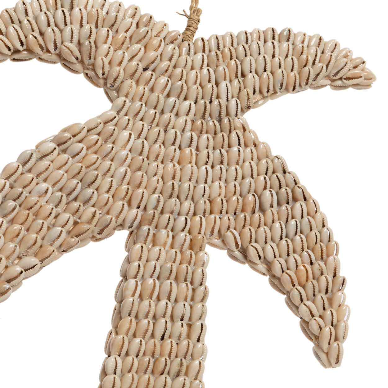 the-shell-palm-tree-natural