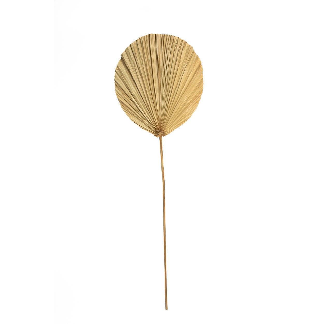 the-rayung-leaf-natural