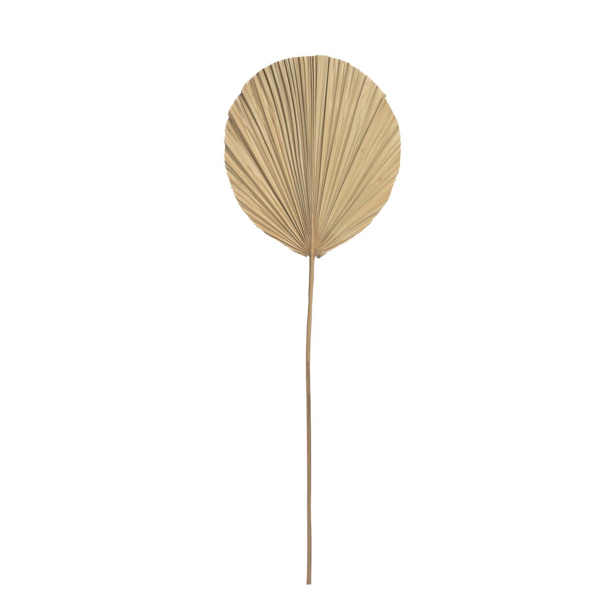 the-rayung-leaf-natural