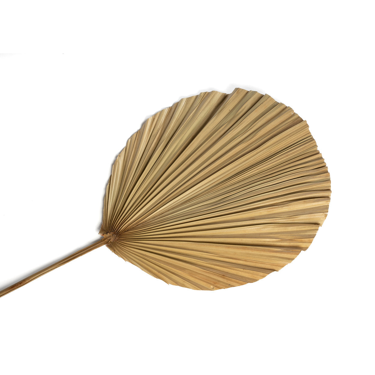 the-rayung-leaf-natural