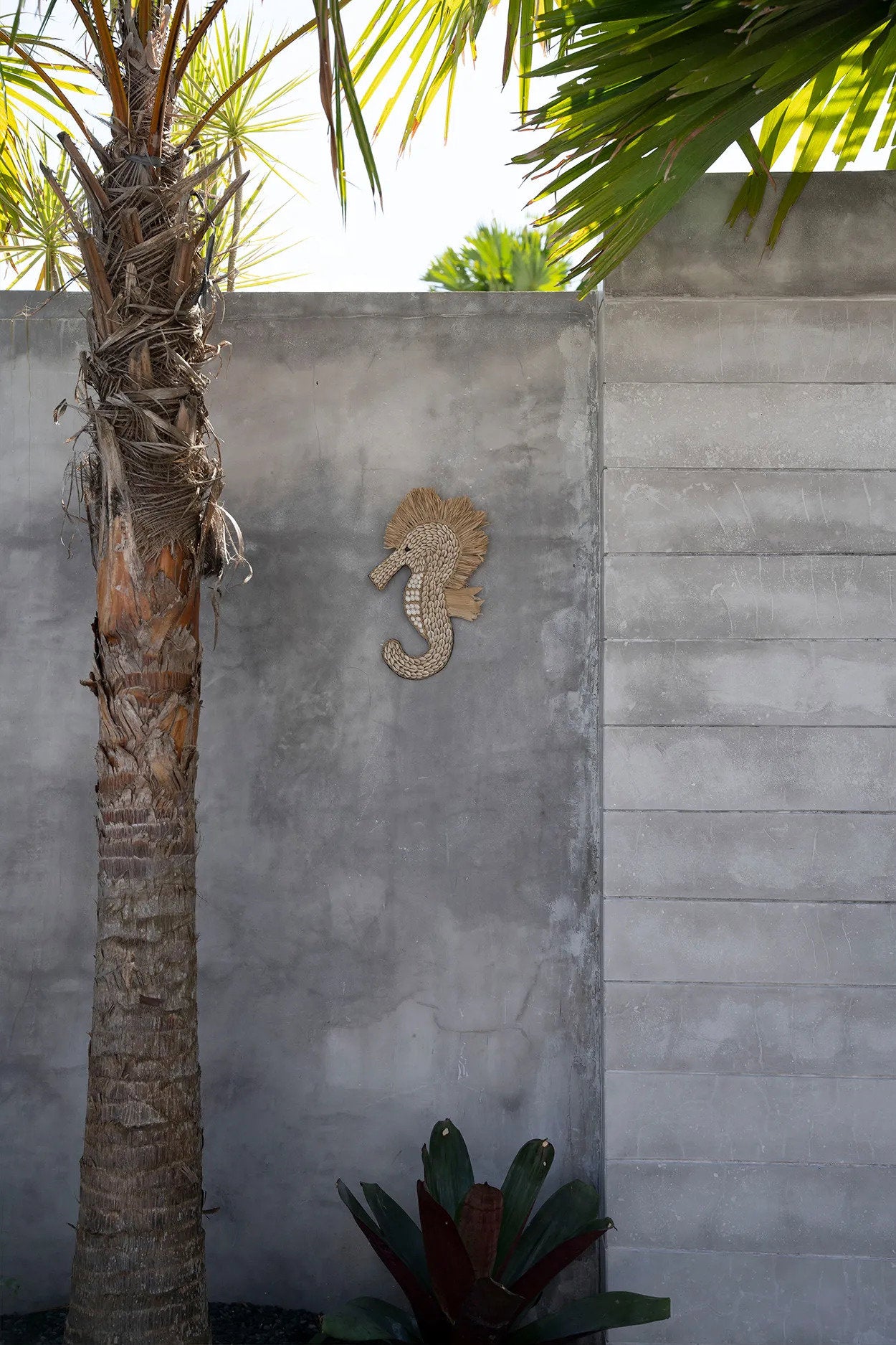 the-shell-sea-horse-white