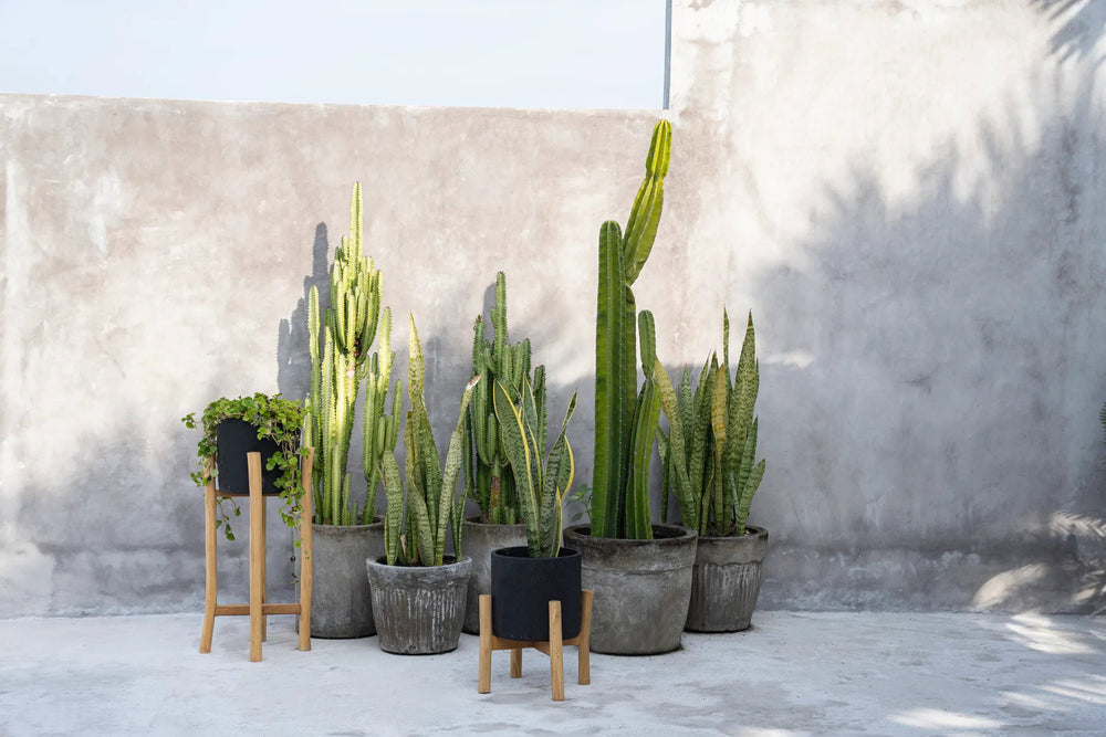 the-charcoal-high-black-natural-l