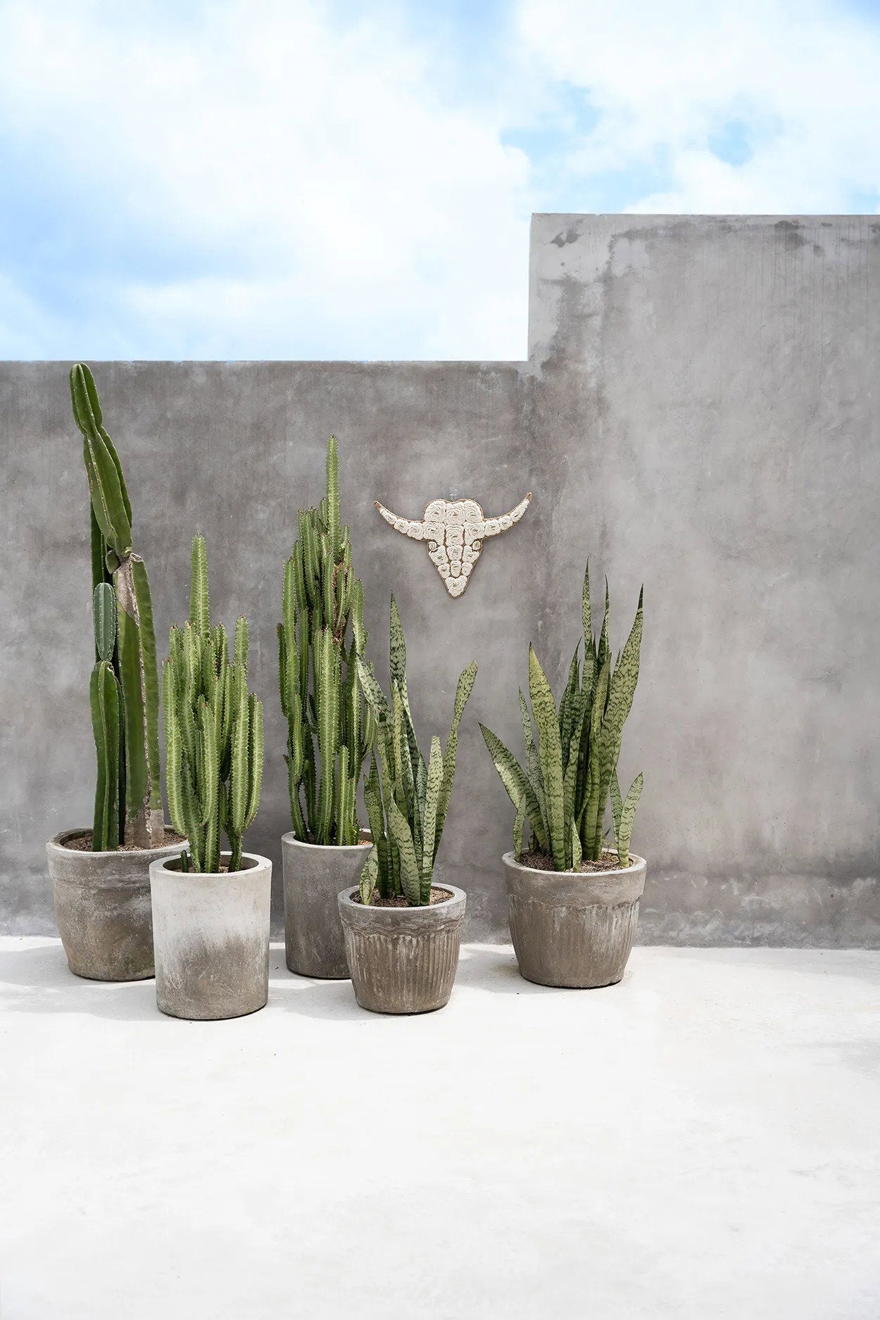 the-bull-shell-white