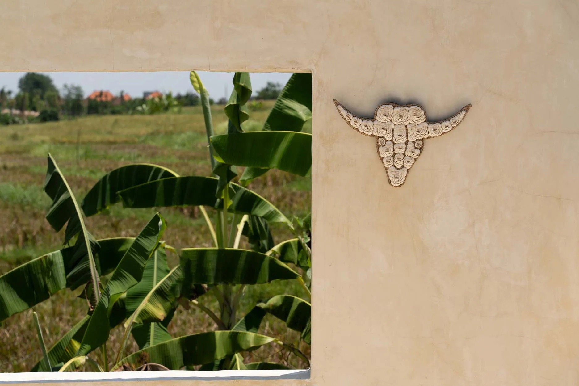 the-bull-shell-white