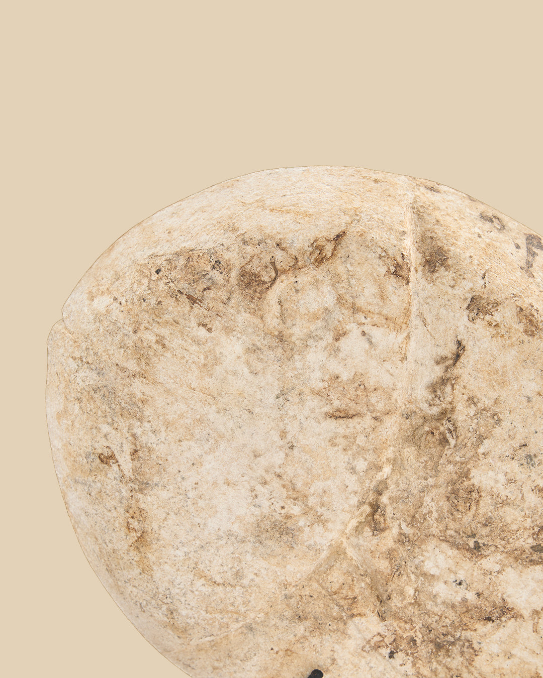 The Fish Stone on Stand - S