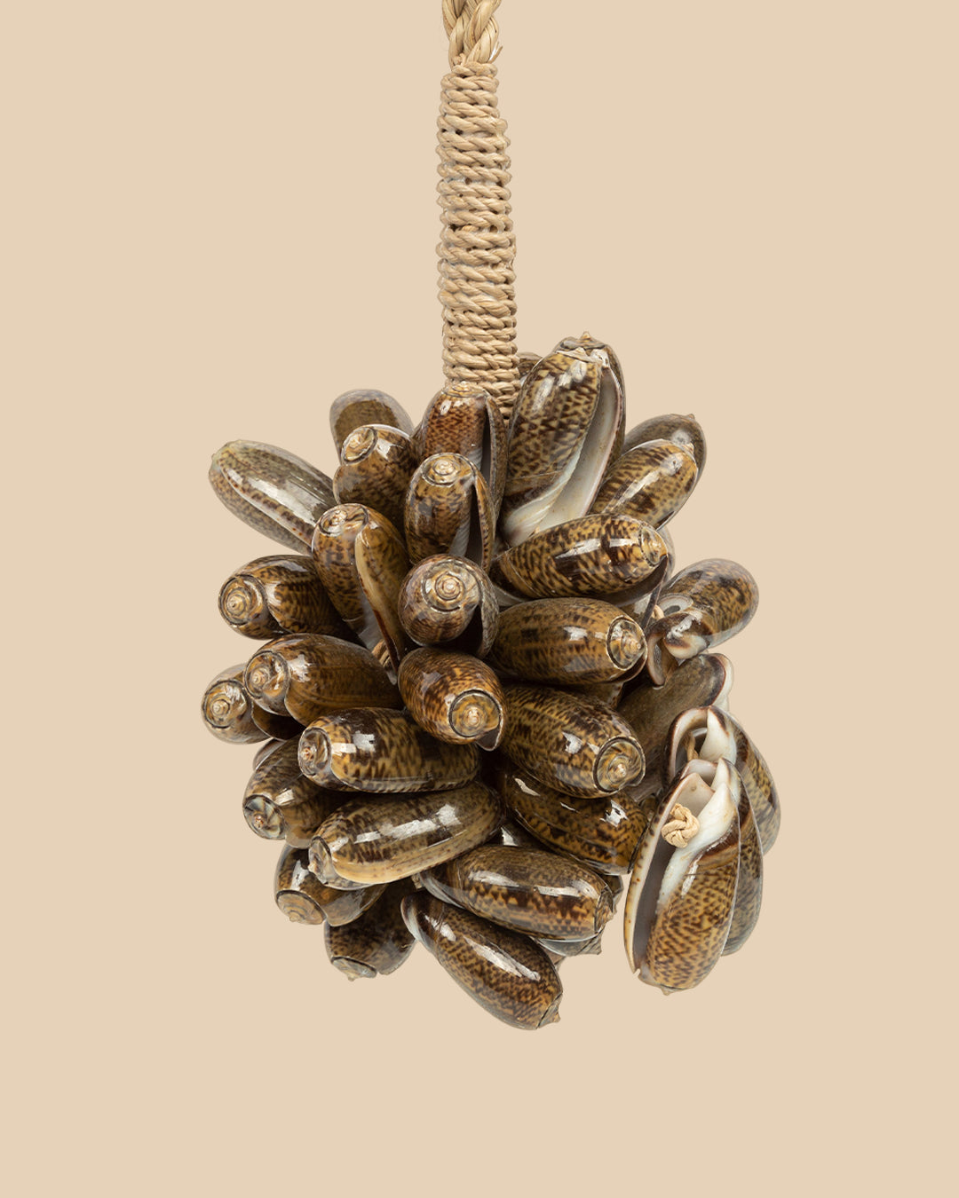 La Nappa Di Conchiglia Di Ciprea Marrone