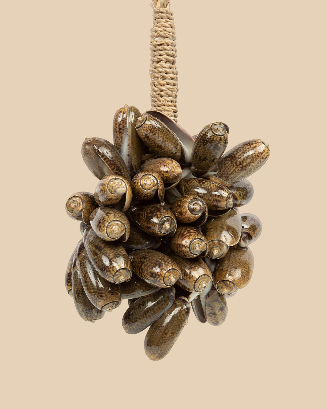 La Nappa Di Conchiglia Di Ciprea Marrone