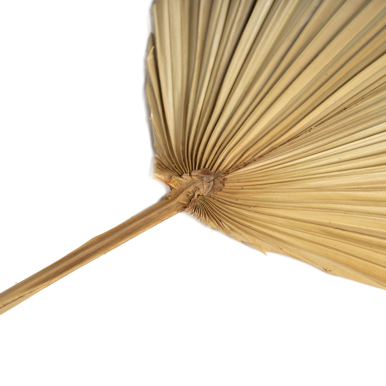 the-rayung-leaf-natural