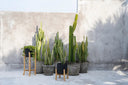 the-charcoal-low-black-natural-s