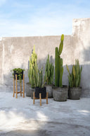 the-charcoal-low-black-natural-s