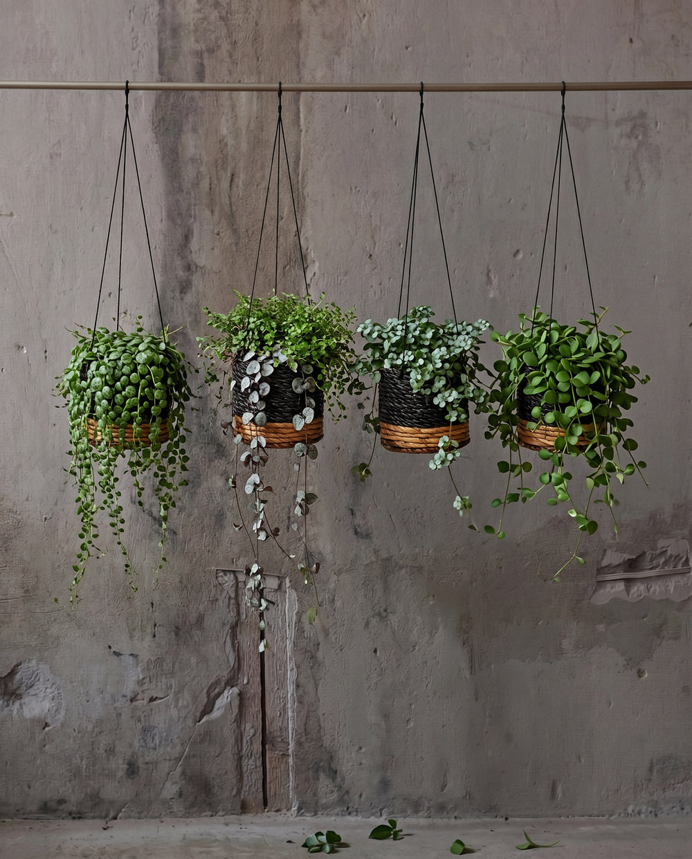 The Banana Plant Hanger - Natural Black - S