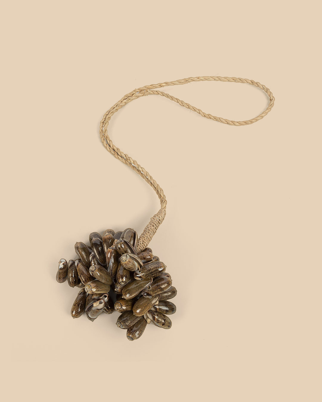 La Nappa Di Conchiglia Di Ciprea Marrone