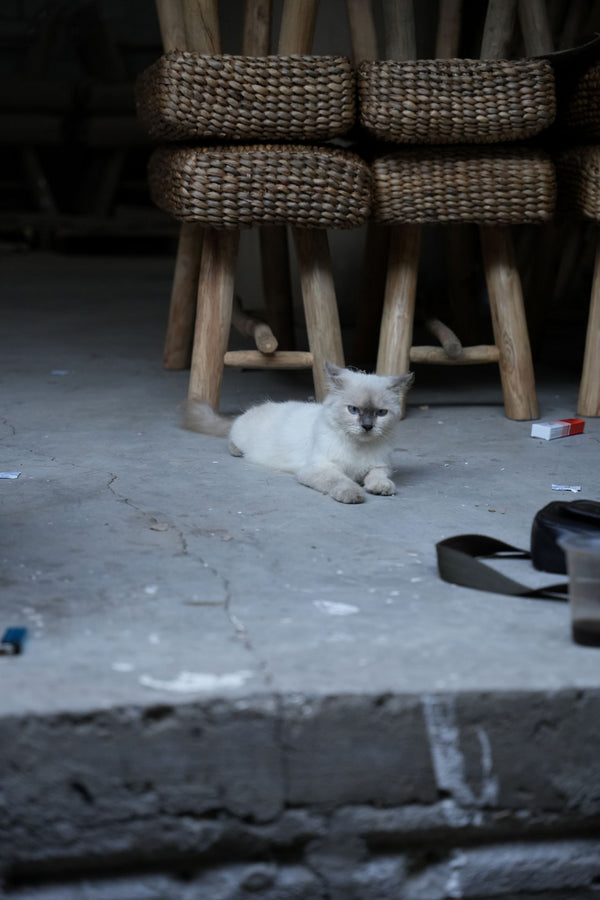 A workspace where people, animals and craft coexist.